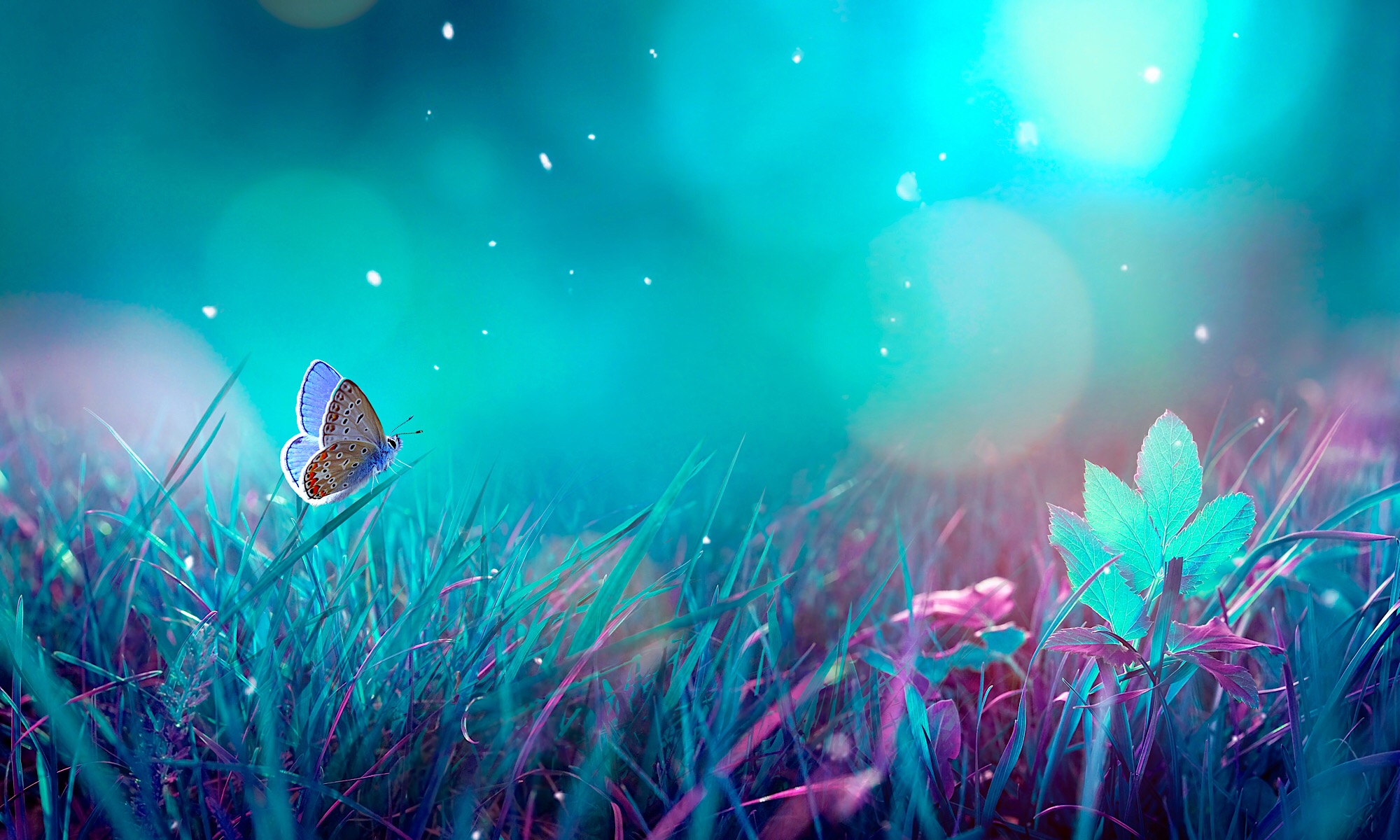 緑、青、紫のグラデーションの光彩に染まる幻想的な野原。蝶が一羽、葉にとまる。