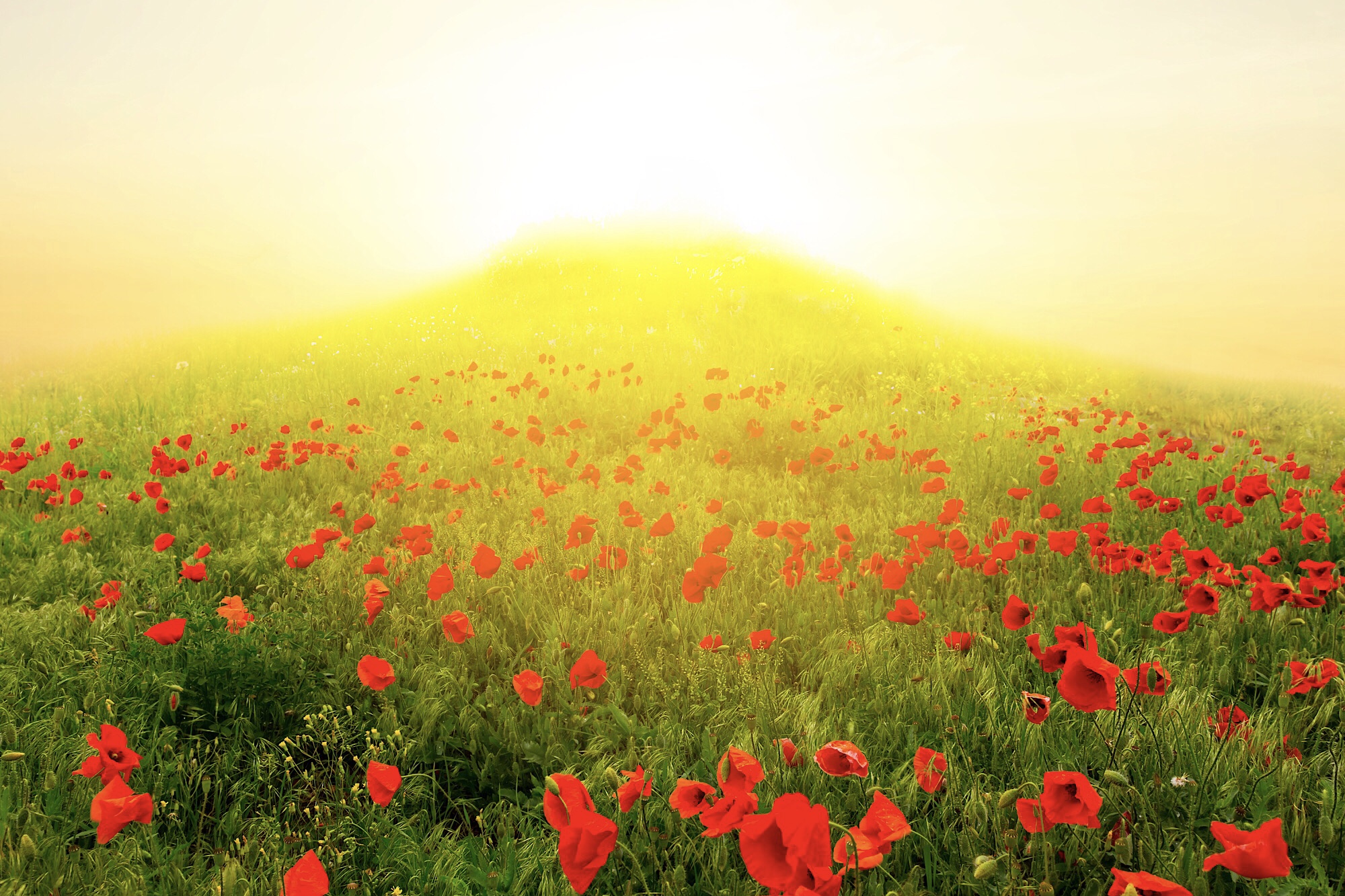 小高い丘の後ろから降り注ぐ太陽の光で辺りが黄色く染まる野原。野原一面を飾る真っ赤なポピーの花。