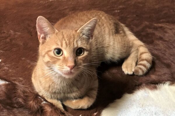 2023猫のマロンが語る”メイドインジャパンの魅力”