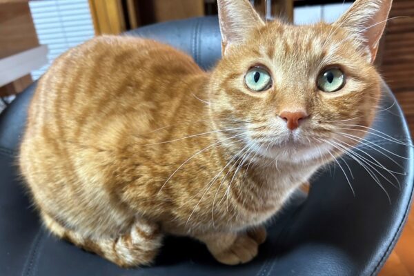 2023猫のマロンが語る”シルバー磨き”