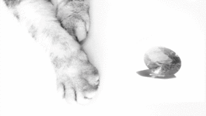 猫と宝石