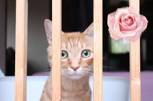 猫と薔薇と宝石