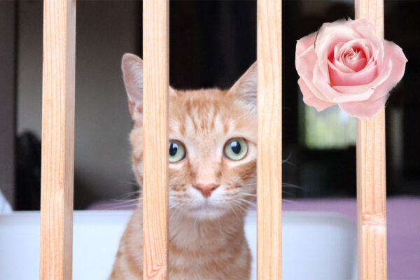 猫と薔薇と宝石