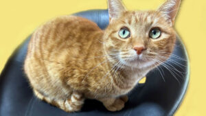 KAMUITOのスタッフとなった猫のマロンがデスクの椅子に座っている。