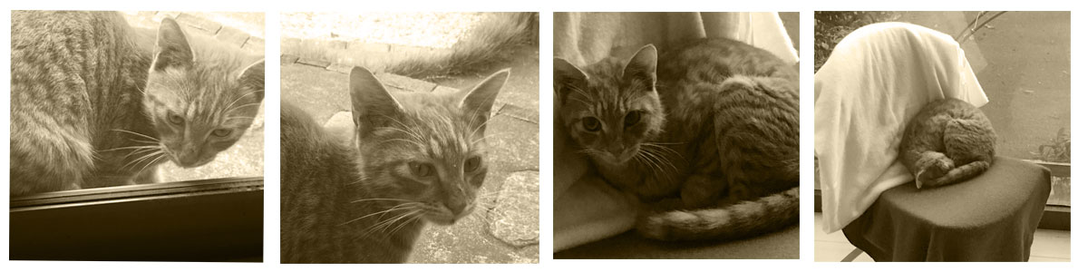 過酷なノラ猫生活で疲れ果てた表情を見せるマロンの、セピアカラー回想写真。