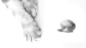 宝石を玩具にしそうな猫の手。白黒写真。