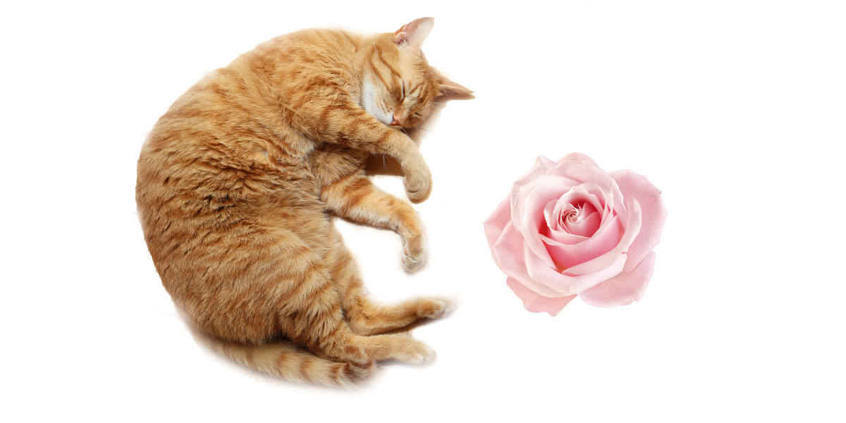 白背景に猫のマロンとピンクの薔薇のコラージュ画像。