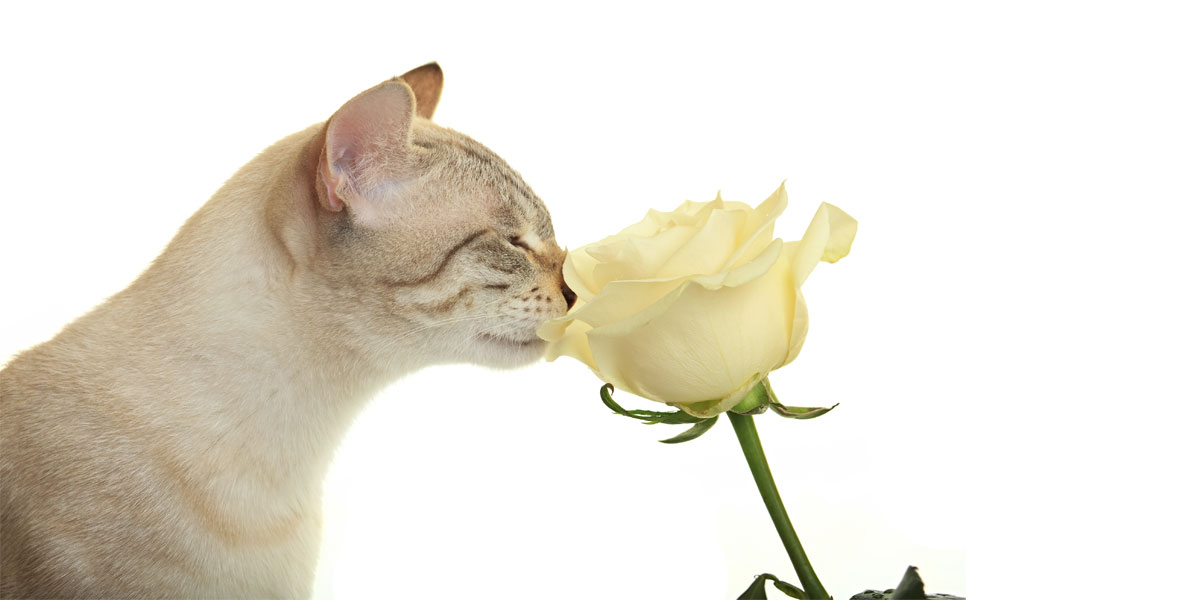 黄色のバラの香りを嗅ぐ猫の横顔。