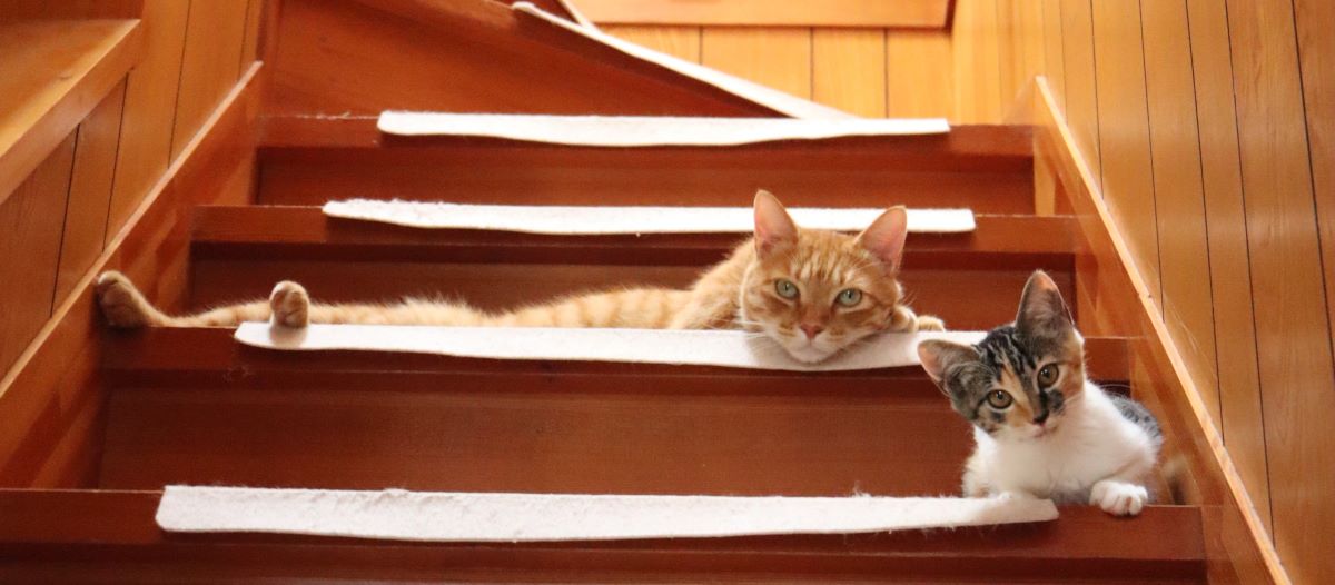 最近、同居するようになった元ノラ猫のピースと一緒にカメラ目線で階段にたたずむマロン。