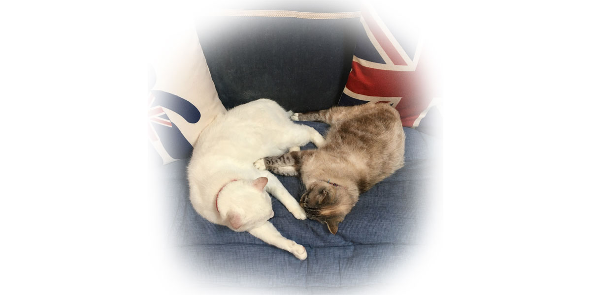 ローズガーデンの建物内に住んでいる二匹の猫。いつも一緒にいる仲良し猫。