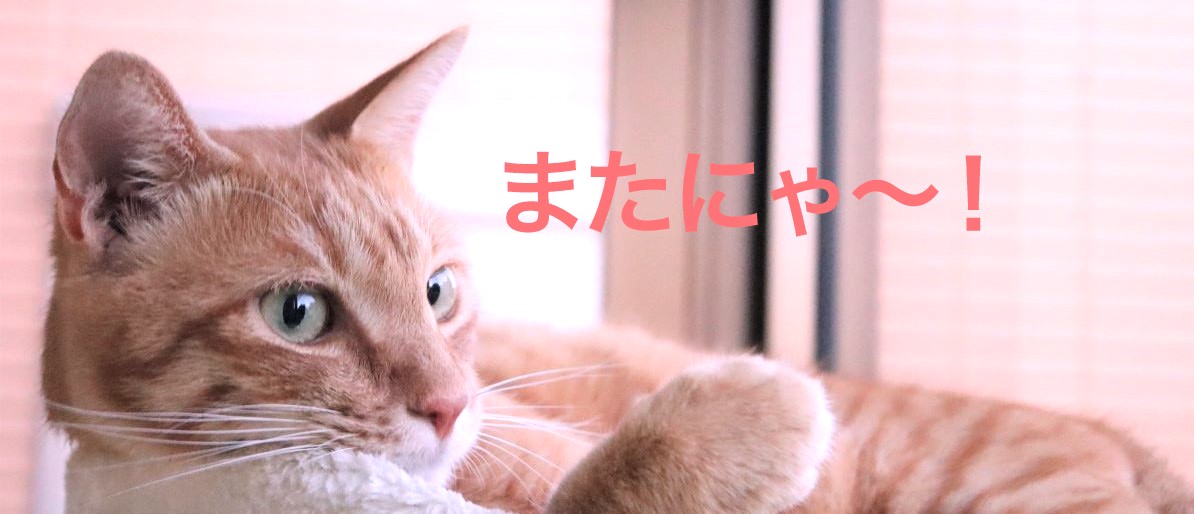 またにゃ～！と軽く手を振る猫のマロン。