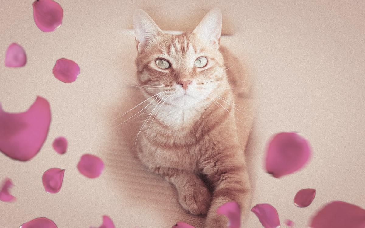 猫マロンの周りをまるでピンク色の息吹のように、バラの花びらが舞う。