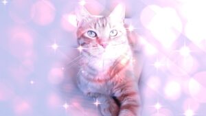 美しく輝くアメジスト色の光に包まれる猫のマロン。