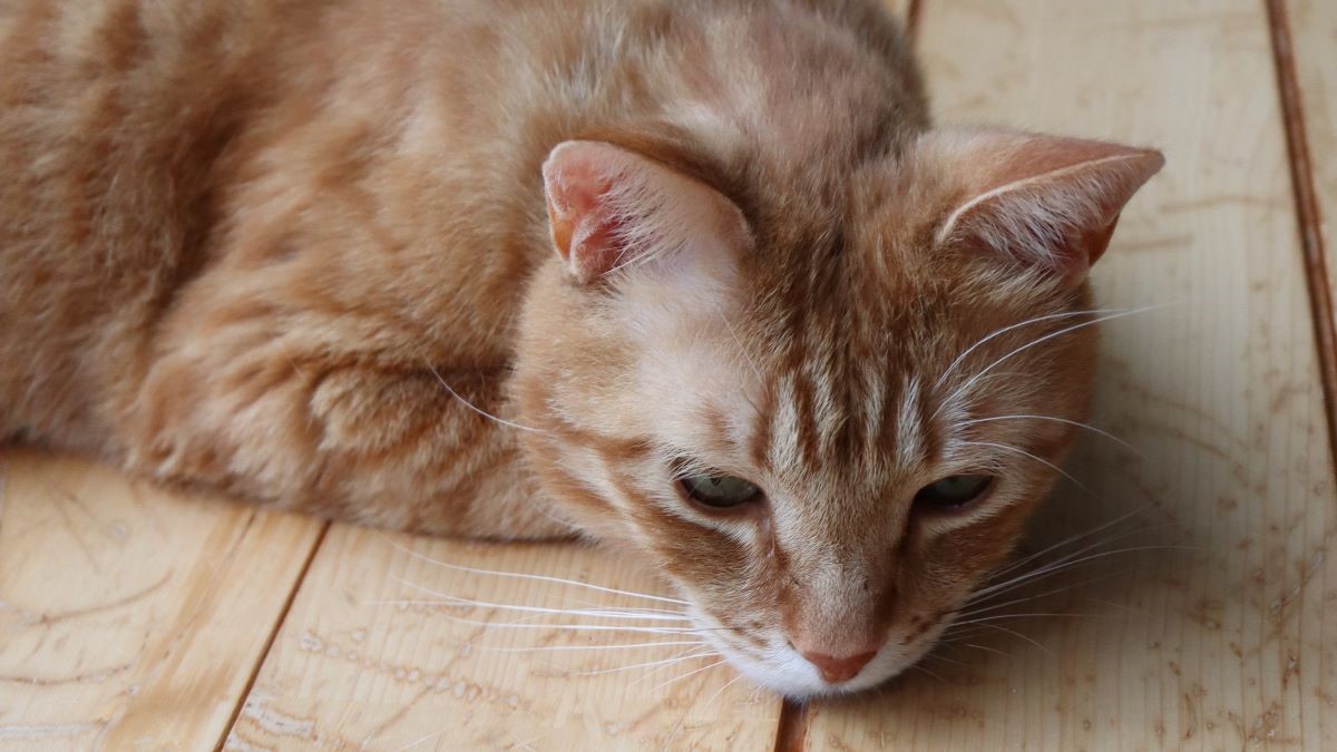 変色したシルバーを心配そうに観察する猫のマロン。