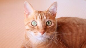 これからシルバーのお手入れについて説明しようとしている猫のマロンは、引き締まった表情でこちらを見ています。