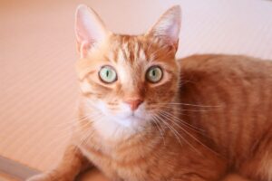 これからシルバーのお手入れについて説明しようとしている猫のマロンは、引き締まった表情でこちらを見ています。