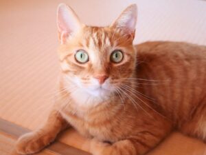 これからシルバーのお手入れについて説明しようとしている猫のマロンは、引き締まった表情でこちらを見ています。