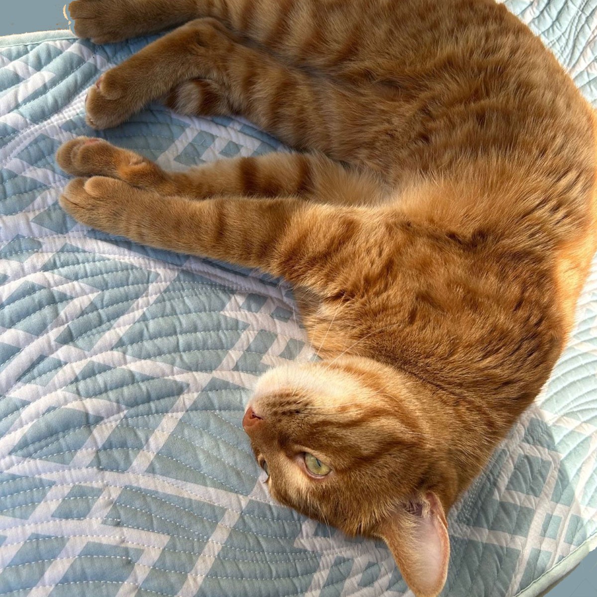 猫マロンが横になって想像力を発揮している姿。