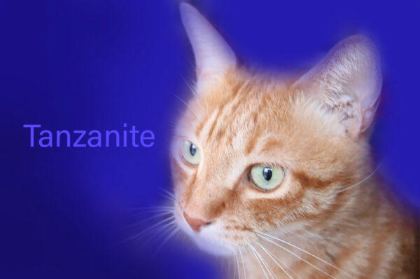タンザナイトと猫