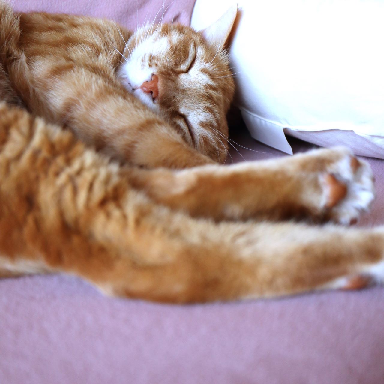 白いクッションと淡いバイオレットカラーの毛布で気持ちよさそうに眠っている猫マロン。